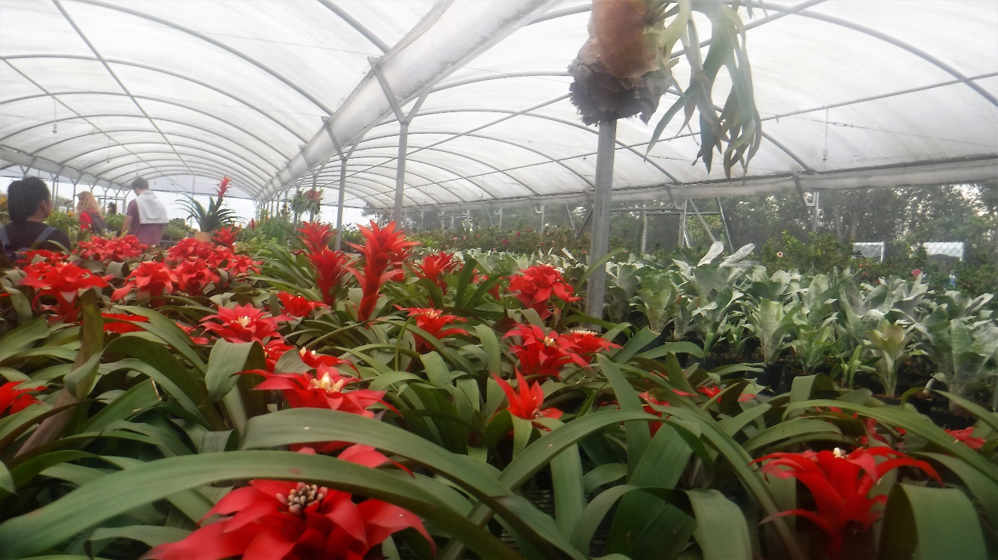 A red flower in a garden Description generated with very high confidence