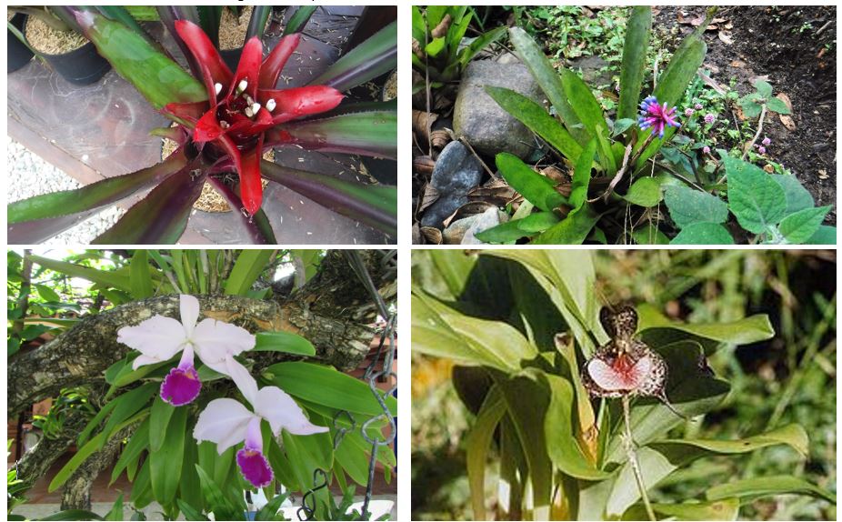 A close up of a flower Description automatically generated