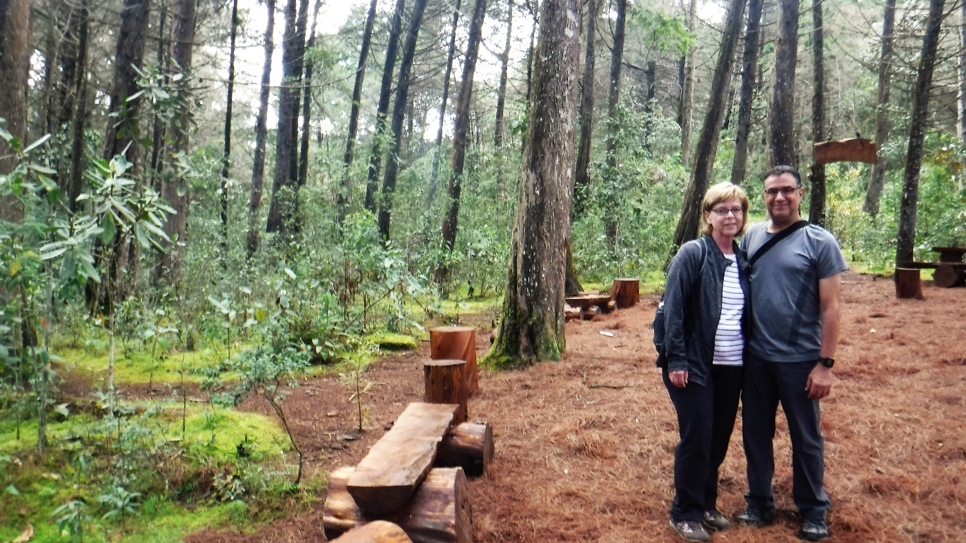 A person standing next to a forest Description automatically generated