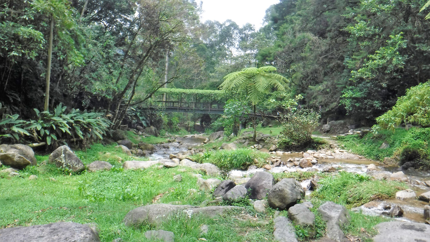 A picture containing tree, outdoor, grass, ground Description automatically generated