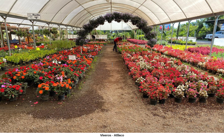 A picture containing grass, greenhouse, ground, building Description automatically generated