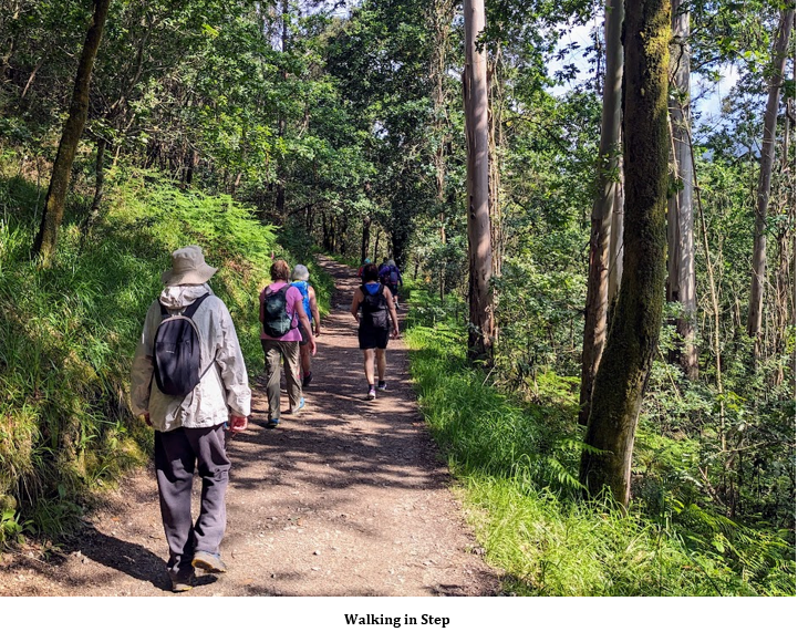 A group of people walking on a trail in the woods Description automatically generated